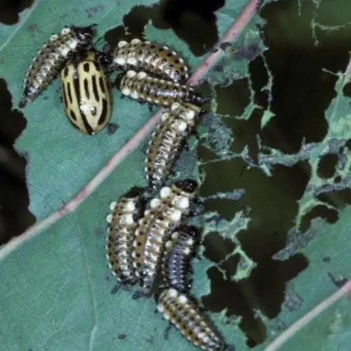 thumbnail for publication: Cottonwood Leaf Beetle Chrysomela scripta Fabricius (Insecta: Coleoptera: Chrysomelidae: Chrysomela)